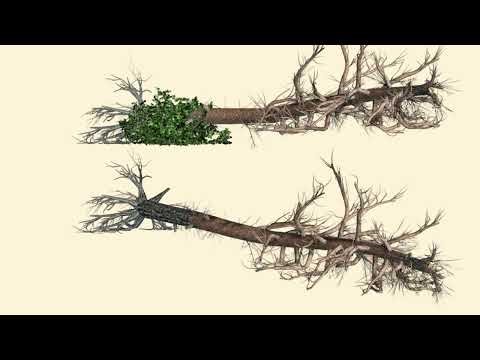 Tree Fall