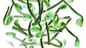 Baby Einstein - Baby Mozart - Music Festival in G Major 16