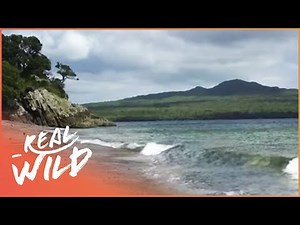 The Incredible Natural Wonders Of New Zealand | Wild Coasts | Real Wild