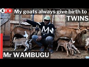 Dairy Goats Farming and Kienyeji Chicken in Kenya (Small scale + Wambugu Farm)