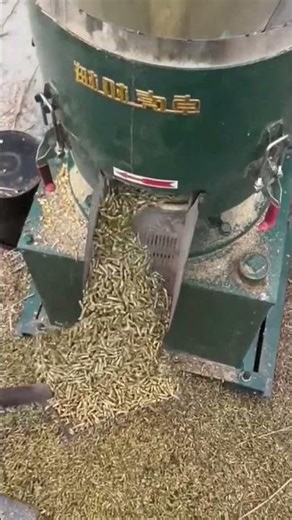 Corn Transforming Machine in Action #MachineProcess #ProductionLine #Engineering