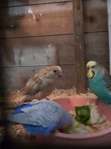 Eating birds are happy birds 🐦 #budgie #kakariki #aviary #fyp