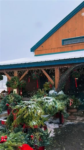 The Matheson Family on Instagram: "Spring Brook at its most beautiful in December. Come enjoy the sights and smells of the season at the farm for that warm fuzzy holiday feeling."