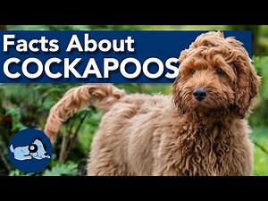 Facts About Cockapoos!