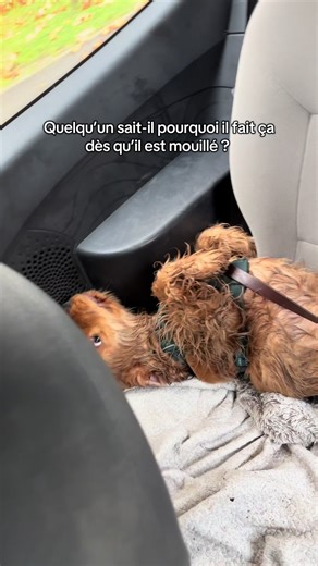 Il devient complètement fou quand il est mouillé ! La première fois qu’il nous a fait ça quand on revenait de la mer, on aurait cru qu’il était en souffrance… on a paniqué, on s’est arrêté et on l’a rincé avec l’eau d’un cimetière (seule source d’eau clair qu’on a trouvé). On pensait que c’était dû au sel, mais maintenant il le fait même avec l’eau de pluie et de la douche 🫠 Quelqu’un saurait-il expliquer ce qui lui arrive ? 🥲 #cocker #puppydog #puppysoftiktok #cockerspaniel #cockerspanielpupp