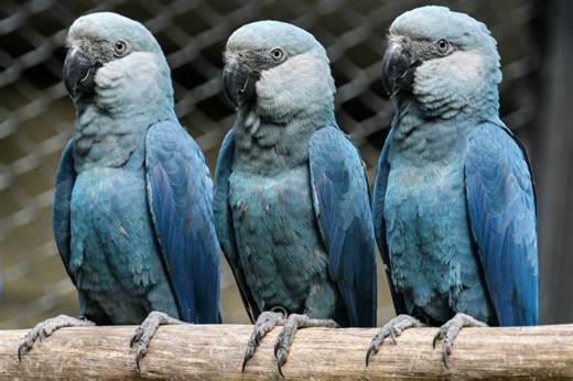 Lethal virus hits last rare blue macaws in Brazil wild