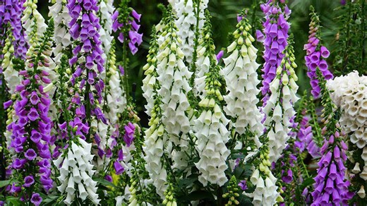 10 Gardening Tips For Growing Lush Groves Of Foxglove Blooms