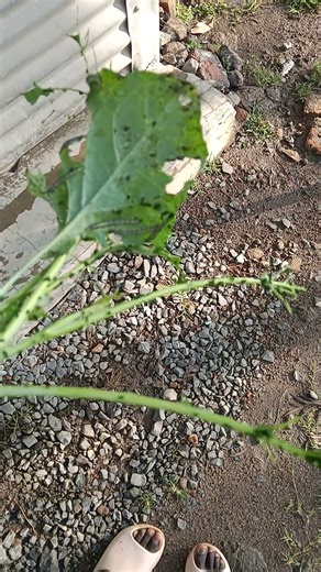 Tell me the suitable pesticide to apply please