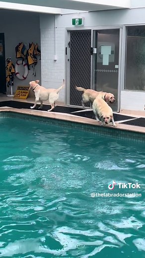 Diving Labradors at Gumhaven K9 Aqua-play Centre