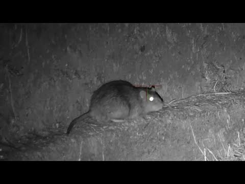 Rat Despatch XXXIV - Rats as big as rabbits - They just keep coming - 40+ in super quality HD