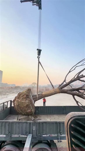Outdoor Tree Hoisting—The Operator's Details of the Crane Driver!