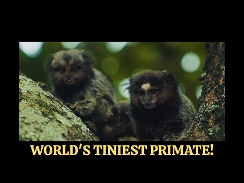 The World's Smallest Monkey 10 Jaw Dropping Facts