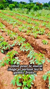 #Mali #world @à la une 223 90-09-09-15 Mali yirini votre partenaire spécialisé en aménagement agricole | Siriman Niaré