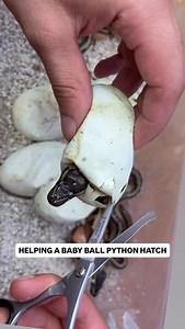 1.7K views · 265 reactions | Assisting a newborn Ball Python as it HATCHES!  | BALLS of FURY | Facebook