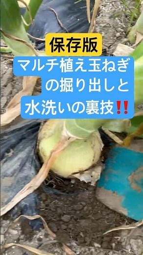 玉ねぎの掘り出しと外皮取りの裏技！ #家庭菜園 #農業初心者 #農業 #野菜 #玉ねぎの収穫
