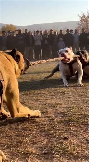 1 KANGAL VS 5 PİTBULL Epic Strength Showdown #dogs #animals #battle