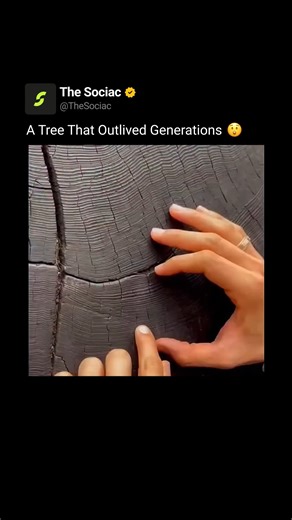 The Sociac on Instagram: "🌲⏳ In this moment, a man measures his 33 years of life against the rings of an ancient tree, stepping forward one ring at a time. Each visible ring marks a full year of growth. Spring brings lighter, faster growth. Late seasons create darker, denser wood. Together, they form a natural timestamp — a silent record of time passing. Some species like bristlecone pines and giant sequoias can live for thousands of years. Their rings store evidence of rainfall, droughts, wild