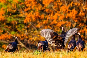 Fall Turkey Hunting: Here's Why You Shouldn't Do It