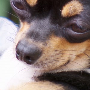 86K views · 5.4K reactions | A recent tragedy raises the stakes for this Chihuahua's heart procedure. Her bersotted dads could not bare to lose her...  | Vet On The Hill | Facebook