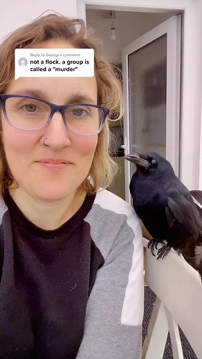 Understanding Collective Nouns: Crows, Rooks, and More Explained