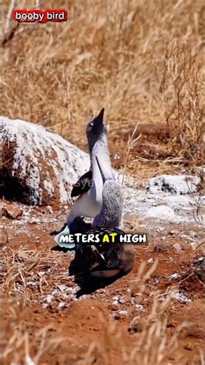Booby Birds: The Fearless Divers of the Ocean#funfacts #didyouknow #shorts