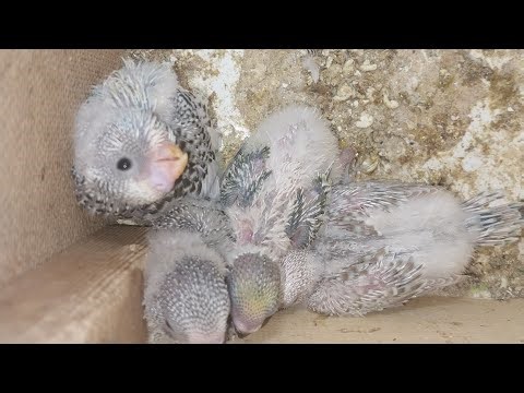 Parrot Baby World 29.03.2026