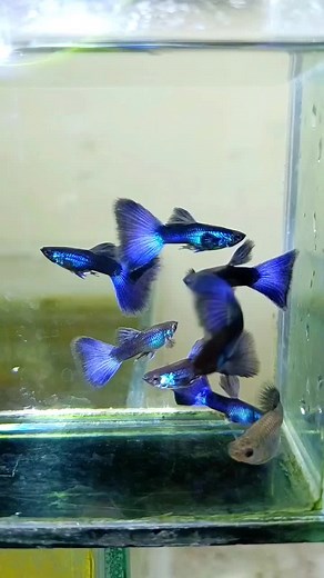 purple Moscow Guppy #guppy #guppies #ikanguppy #guppyhias #ikanhias #guppyhias #guppymurah