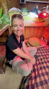 6.4K views · 94 reactions | Tortoise beak trim?  You read that correctly, they can become overgrown and affect their ability to eat. Our associate vet, Julie, and the staff from Animal Discoveries show you how it’s done. #VeterinaryMedicine #fossilrim #tortoise | Fossil Rim Wildlife Center | Facebook