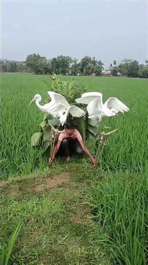 Turning a Rice Field Into a Bird Trap (Social Experiment) 😱🔥”