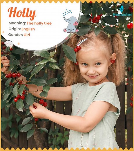 Holly Meaning, Origin, History, And Popularity