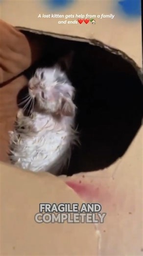 Abandoned Kitten Shivering in Rain 🥺 | Tiny Life Saved by Kindness 💔➡️❤️