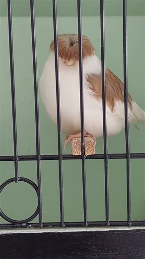White & Chocolate Brown Crested Corona Gloster Canary - Show Quality -