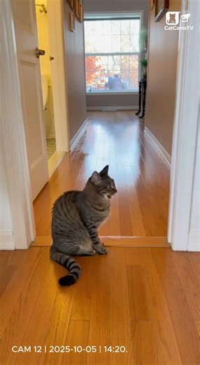 Cat Blocks Bathroom Doorway to Prevent Elderly Slip on Wet Floor | Real CCTV 🚫💦 #Shorts