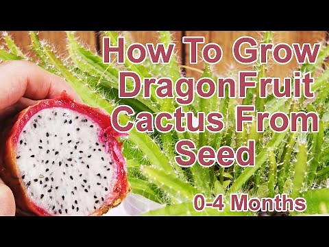 How To Grow Dragon Fruit From Seeds