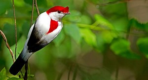 Araripe manakin - Alchetron, The Free Social Encyclopedia