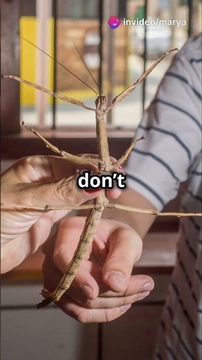 The Incredible Evolution of Stick Insects! 🦗🌿#stickbug #stickinsect #trendingshorts #nature
