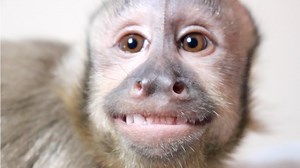 128K views · 10K reactions | Baby MonkeyHappy says good morning everyone! Look at his sleepy face!  Get an up-close look at this sleepy little monkey and don't scroll without telling him good morning back!  | MonkeyBoo | Facebook