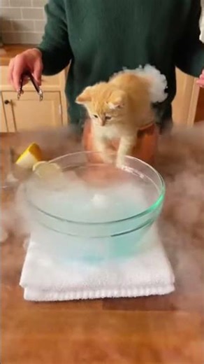 Cat cheat code #shorts #youtubeshorts #viral #trending #fyp #foryou #shortsvideo #trend #newvideo