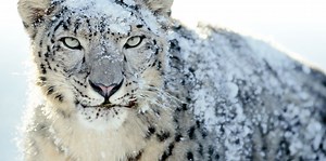 Hazard Snow Leopard Amd Install Guide