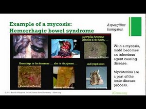 Molds and Mycotoxins in Dairy Feeds