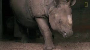 4.5K views · 98 reactions | Chester Zoo welcomed a new arrival in the form of a baby male Indian rhinoceros. Asha, the mum, and son are doing well. What would your name be for the new addition? | National Geographic UK | Facebook