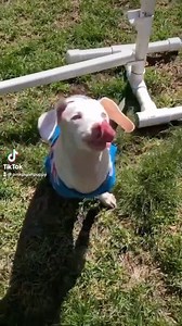 15K views · 4.7K reactions | Piglet Mindset at work here, big time....