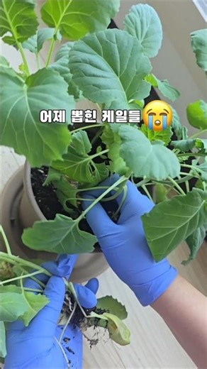 Moving Method to Save Picked Kale 100% #Kale #FlowerPot #ClovaDubbing