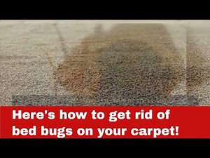 How to Get Rid of Bed Bugs on Your Carpet [Detailed Guide]