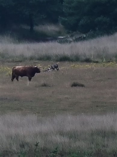 Encounter with a Wolf Feeding on Prey in Nature