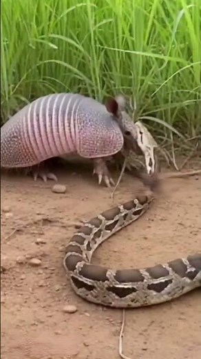 Armadillo battles against a venomous snake in the open grassy filed.