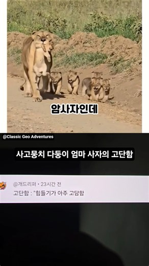 사고뭉치 다둥이 엄마사자의 고단함 #SHORTS