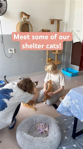 Adopt a Vietnamese Rescue Cat! 🐱 | Meet our shelter cats ✨