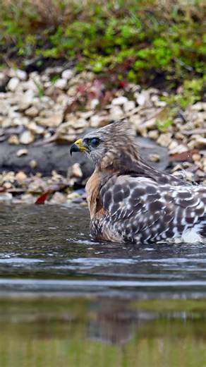 Red-Shouldered Hawk…☀️ A Red-Shouldered Hawk takes a splash bath early in morning light. Hawks splash and dunk in shallow water to clean their feathers to stay in top shape. Nearby Hooded Mergansers, diving ducks, watched his every move as he splashed, staying in the water for protection. Filmed with my Nikon Z 9 and 600mm f/4 TC lens, slow motion video. #redshoulderedhawk #floridawildlife #naturelovers #nikonambassador #nikonz9 #birdbehaviors | Deborah Sandidge Photography