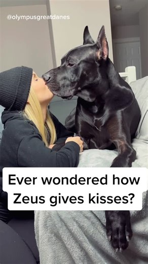 #greatdane #olympusgreatdanes #guarddog #doglover #inlove #bestfriend #fyp #fitnessroutine #dogs #dailyvlog #pets #animals #kiss #love #friend #best